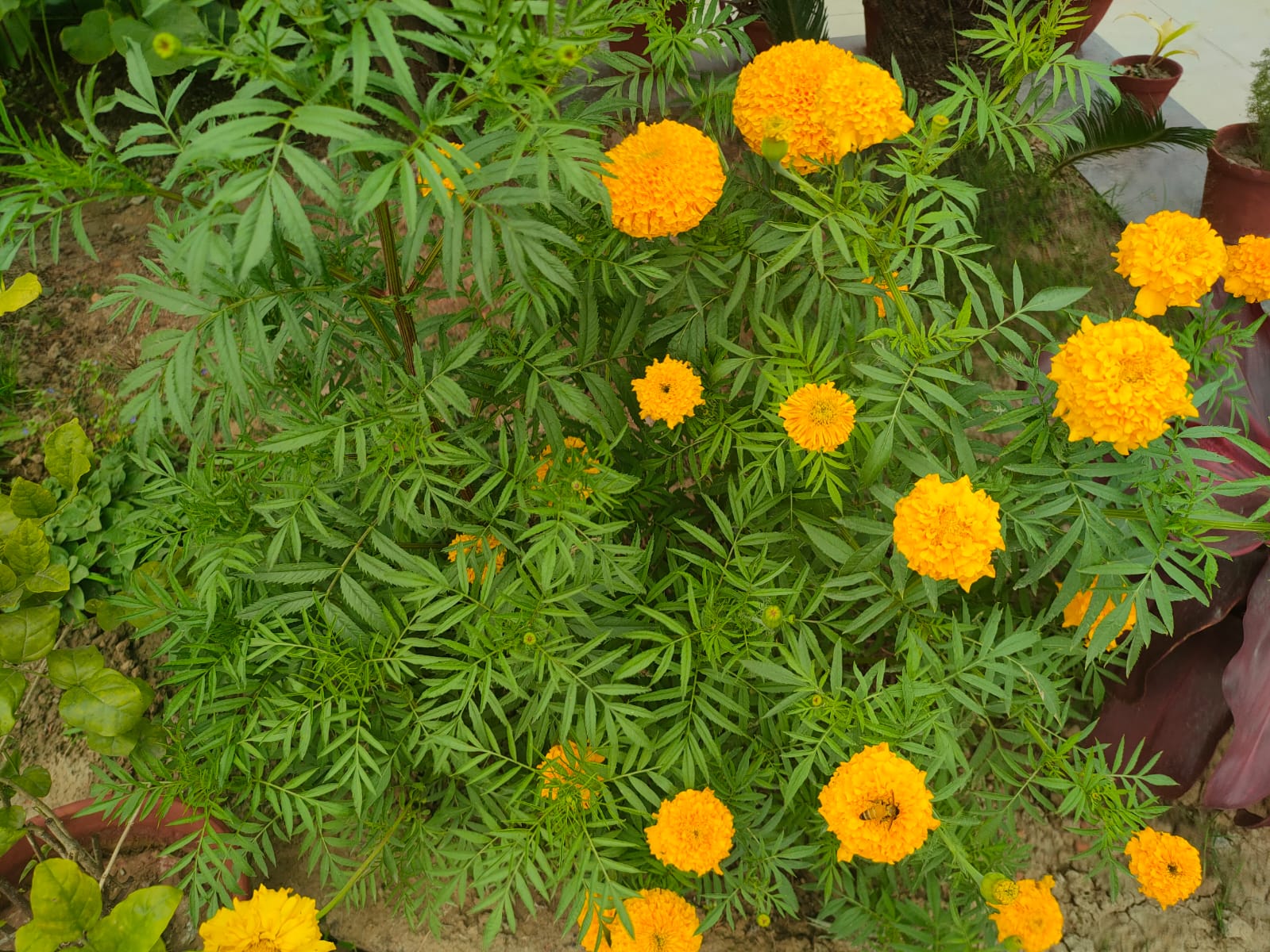 School Garden